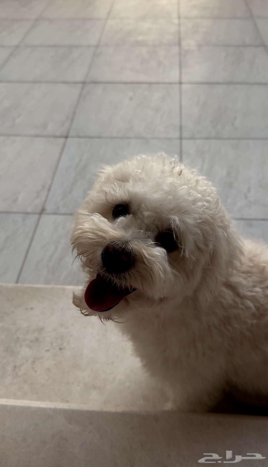 A male dog for sale, friendly and loves to play63170154267394112