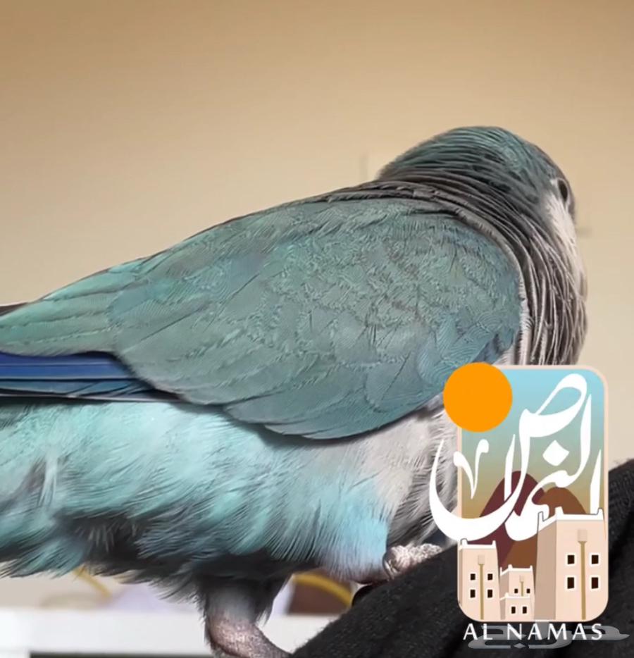 ببغاء كويكر اليف هدد63269345990915113