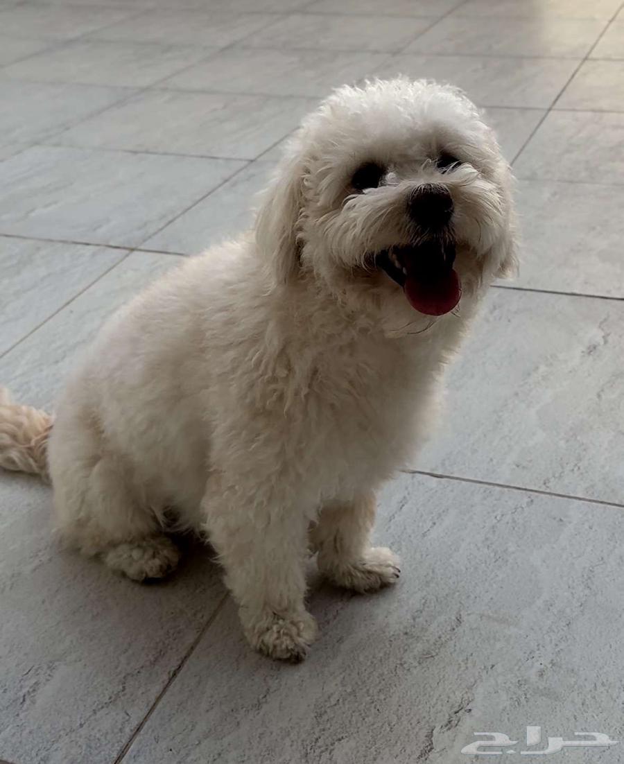 A male dog for sale, friendly and loves to play63170154267394113