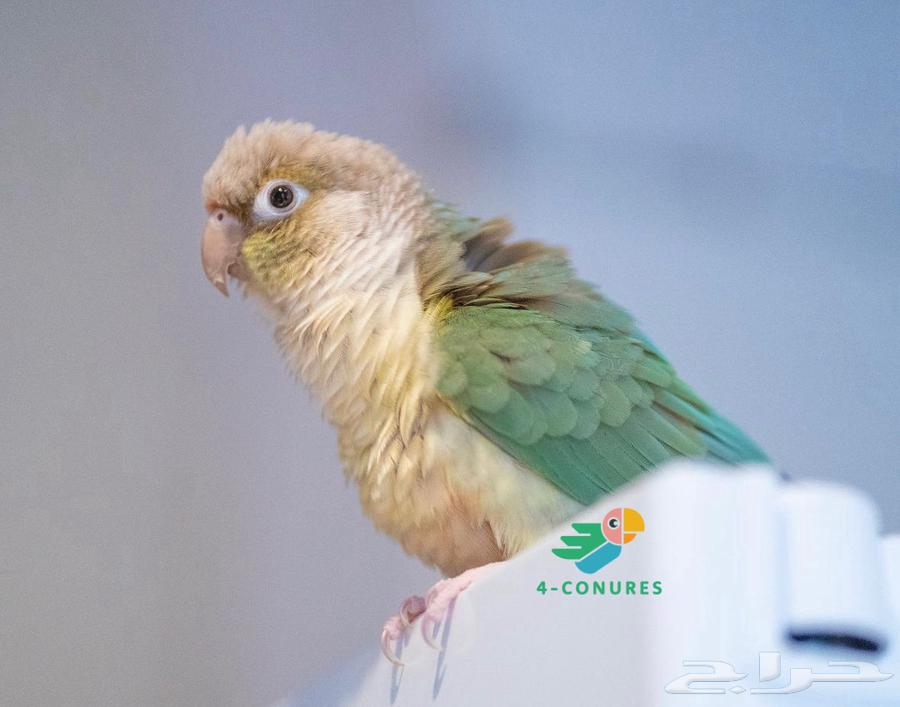 فروخ كنيور (تم البيع)63170154396290112