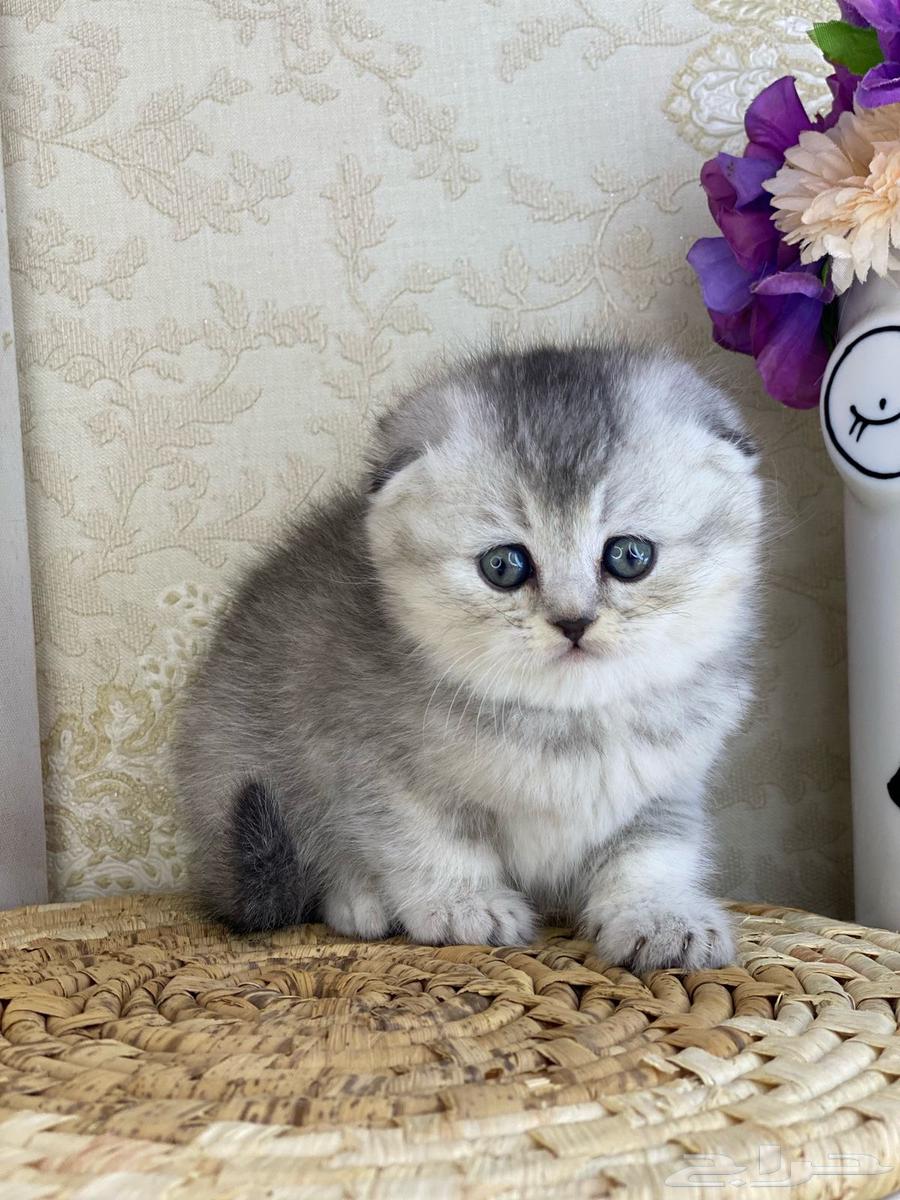 Scottish Fold Triple Fold Silver and Gold and Scottish Street, two months old63168252349314112