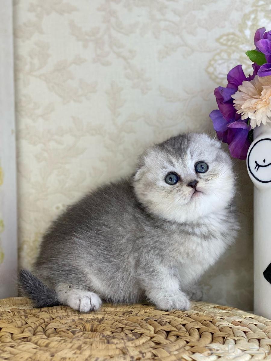 Scottish Fold Triple Fold Silver and Gold and Scottish Street, two months old63168252349314111