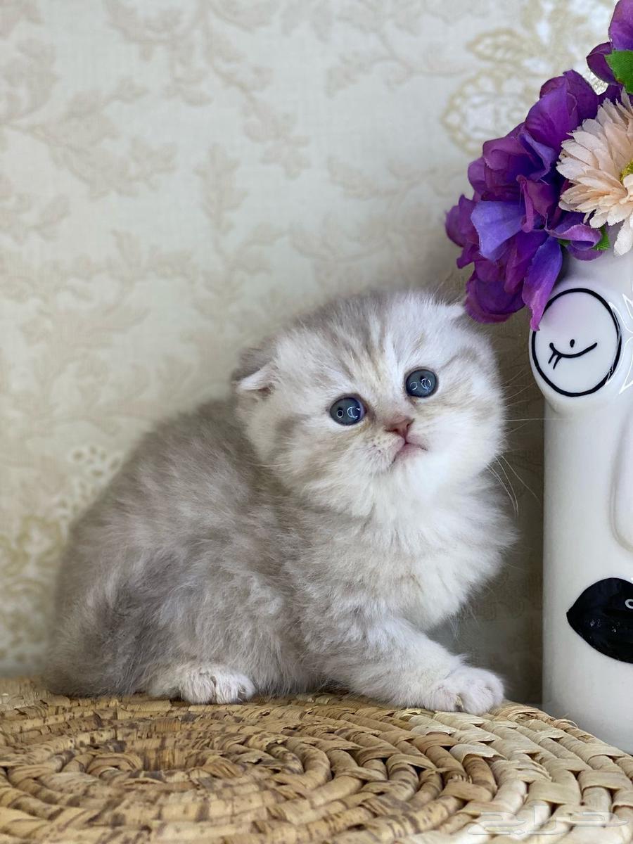 Scottish Fold Triple Fold Silver and Gold and Scottish Street, two months old63168252349314114
