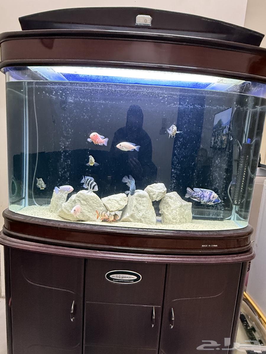 African cichlid fish tank63195840668161114