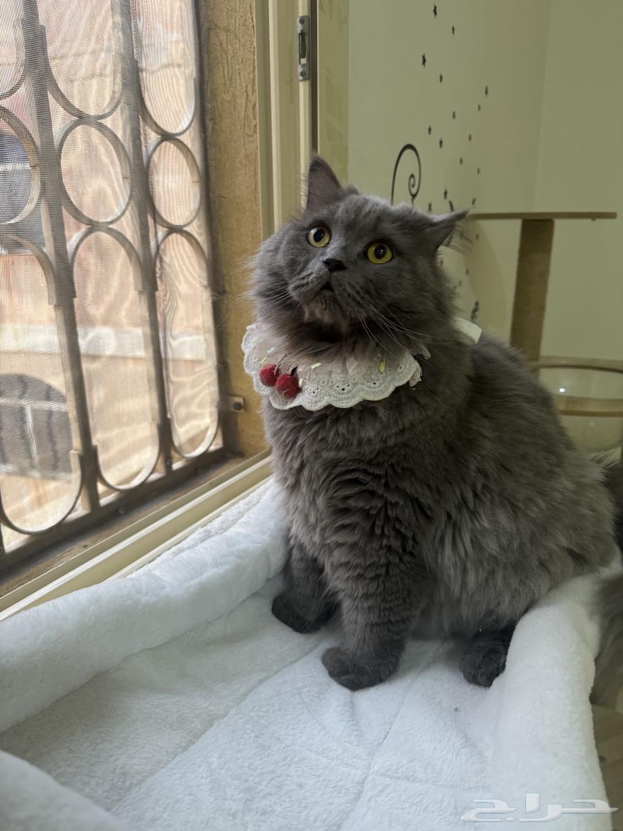 Cats' walnut of grandma63506584019075112