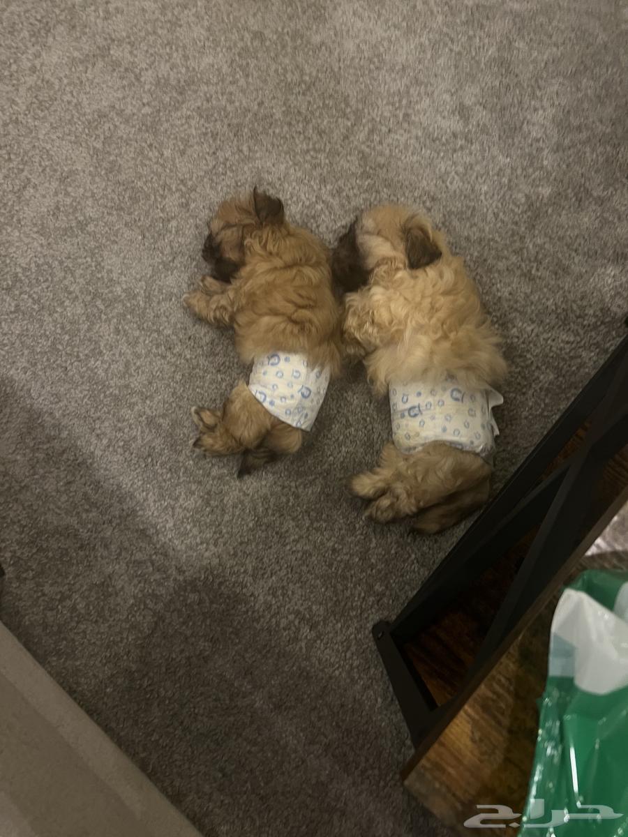 Shih Tzu puppies for sale, males and females, vaccinated, age 3 months63168244033795112