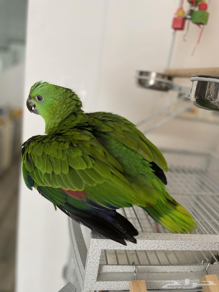 Parrot Yellow Nap - Sold63171072000002113