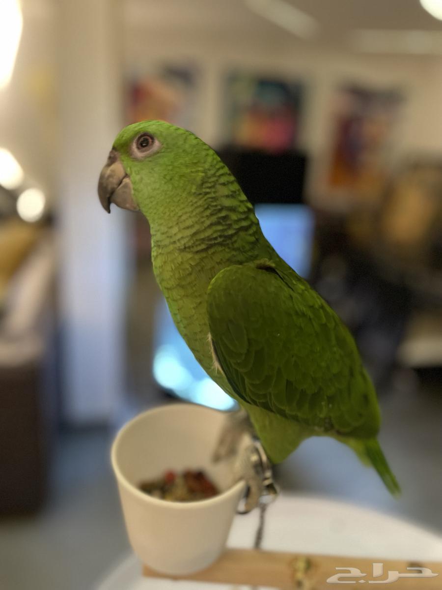 Parrot Yellow Nap - Sold63171072000002111