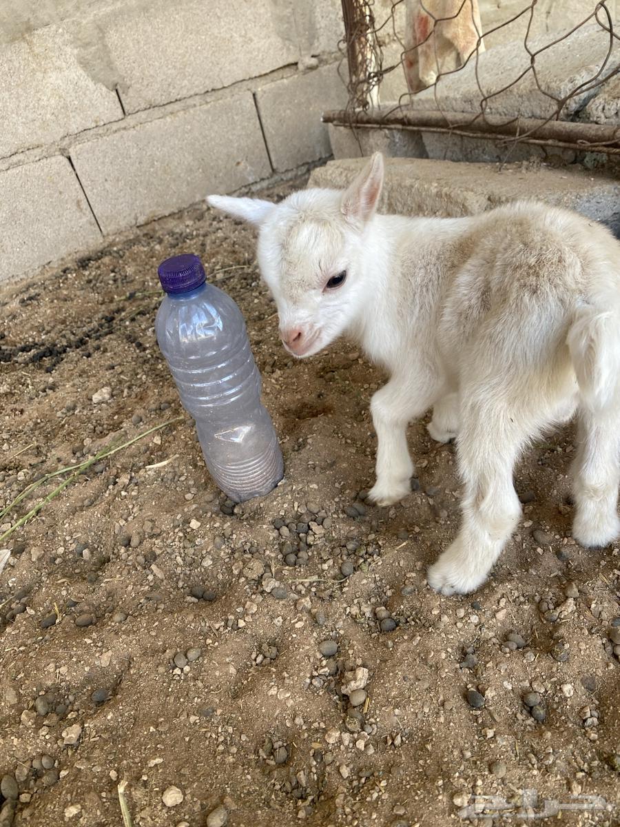 Dwarf for sale, very short and pure white color63168730932098111
