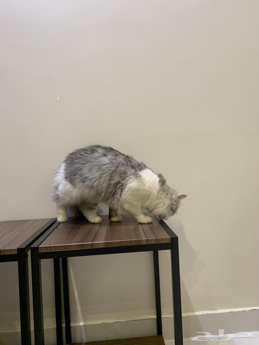 2 male Shirazi cats63168738921603112