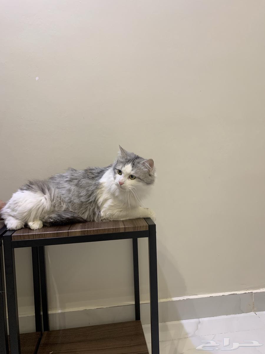 2 male Shirazi cats63168738921603111