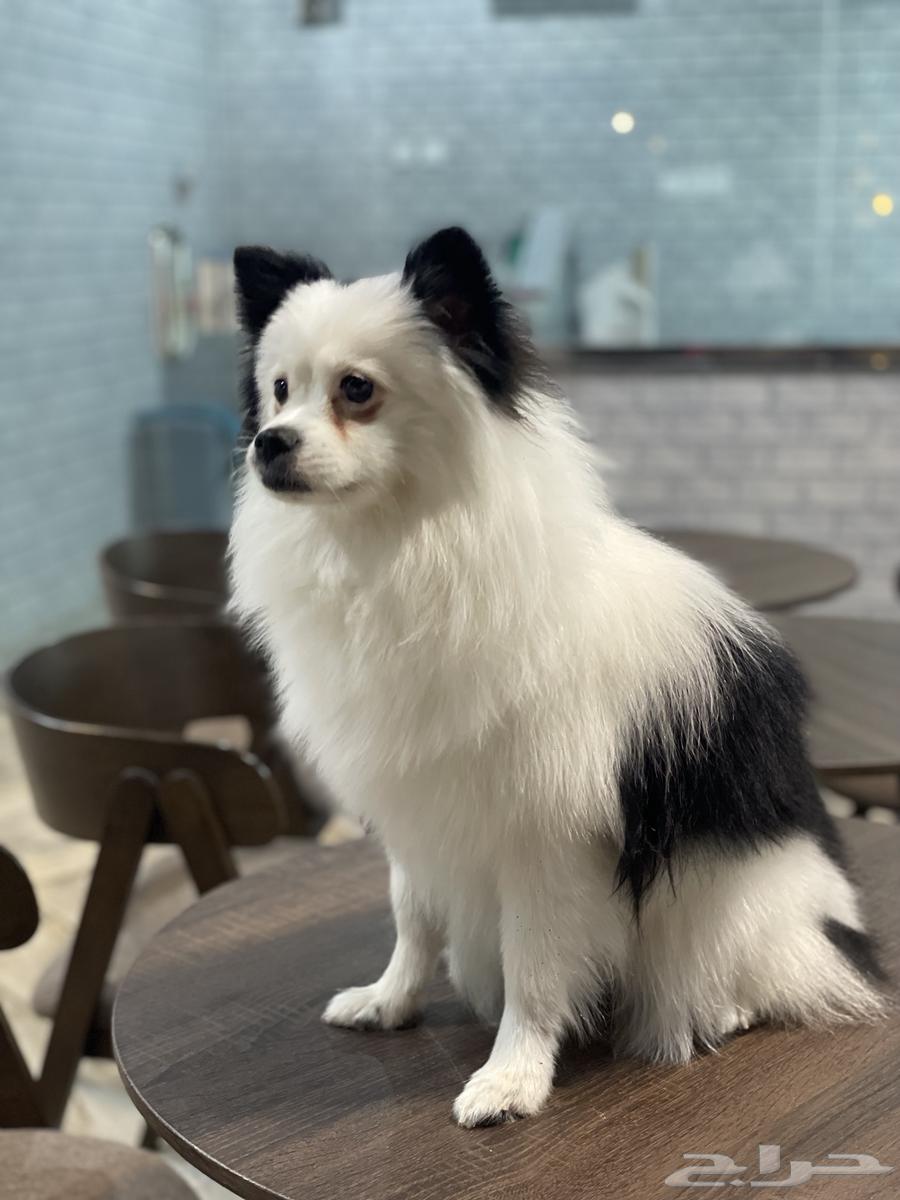 Clawny - Pure Pomeranian ( normal size )631701624389141117
