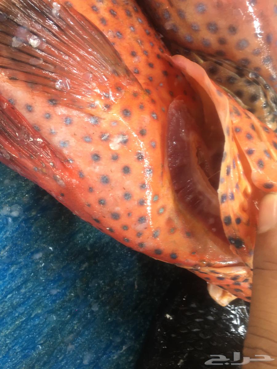 سمك طازه63169186777857112