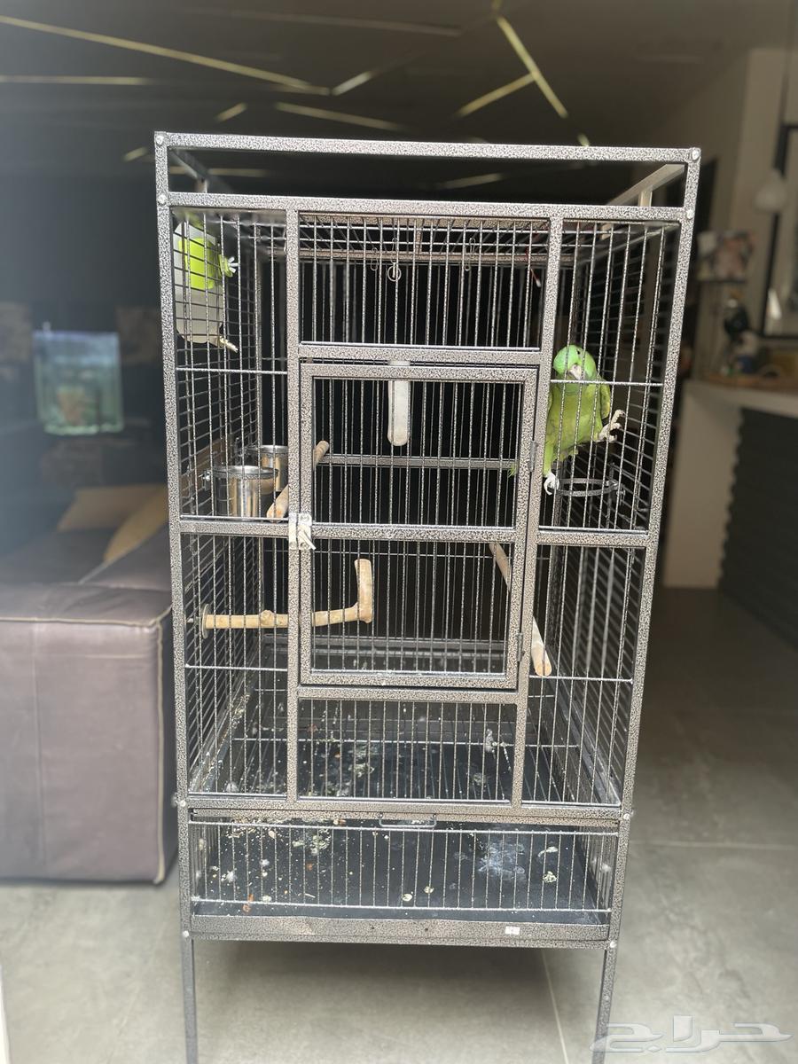 Parrot Yellow Nap - Sold63171072000002114