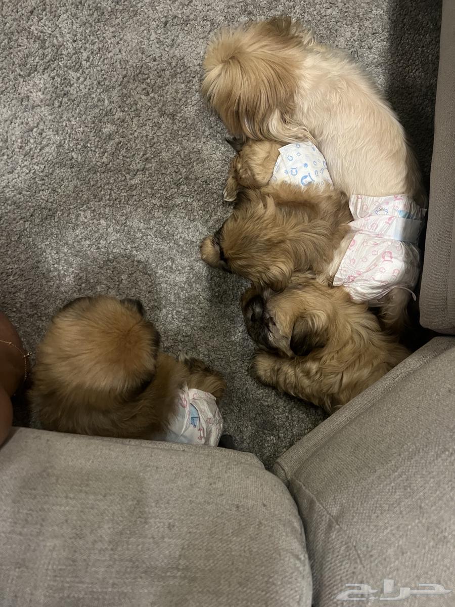 Shih Tzu puppies for sale, males and females, vaccinated, age 3 months63168244033795114