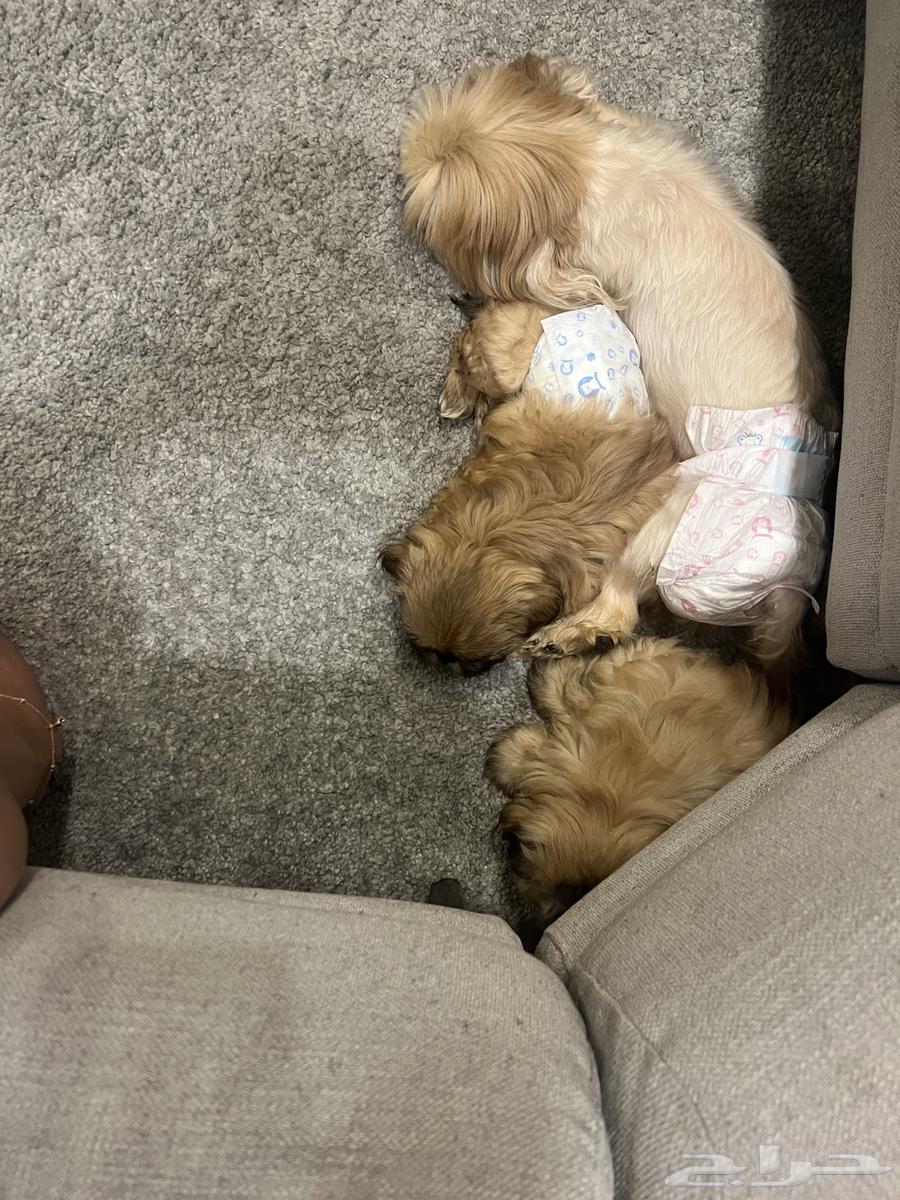 Shih Tzu puppies for sale, males and females, vaccinated, age 3 months631682440337951120