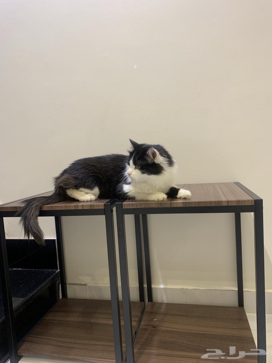 2 male Shirazi cats63168738921603114