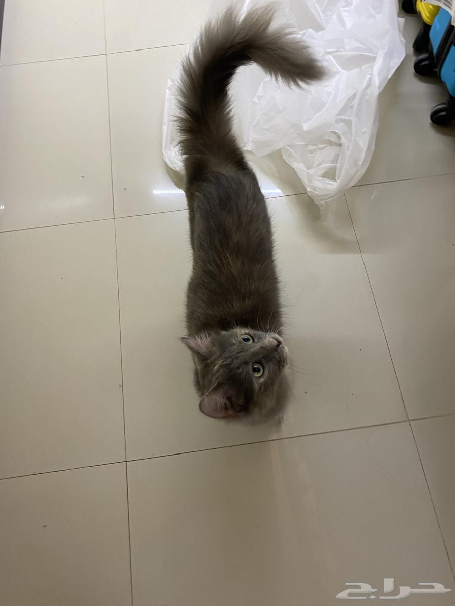 Cat for sale with all its accessories, but used63168255972226111