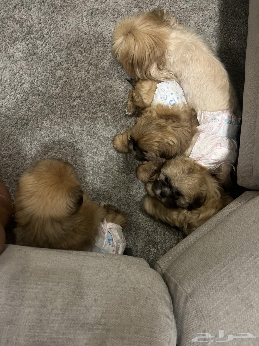 Shih Tzu puppies for sale, males and females, vaccinated, age 3 months63168244033795113
