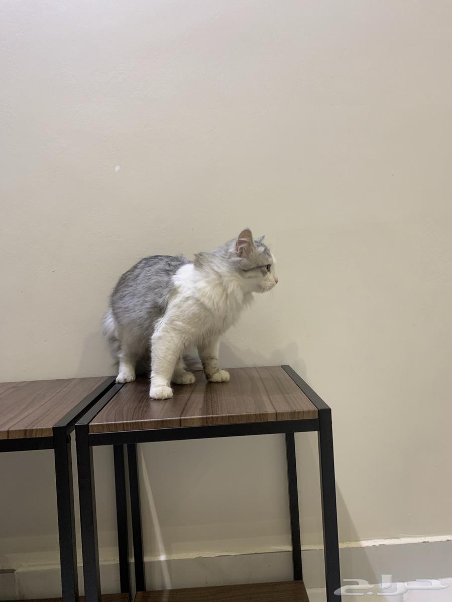 2 male Shirazi cats63168738921603113