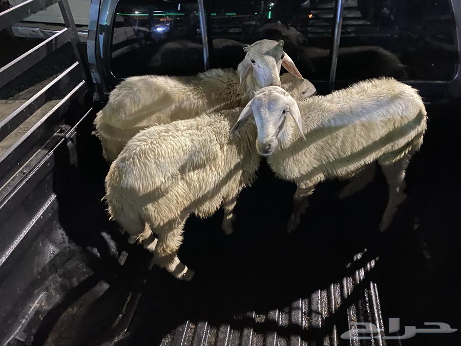 3 طليان للبيع63170604863361111