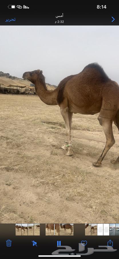 A good coastal camel, unlike her daughter, is lying down with her in this picture, which is nice.63168727161474113
