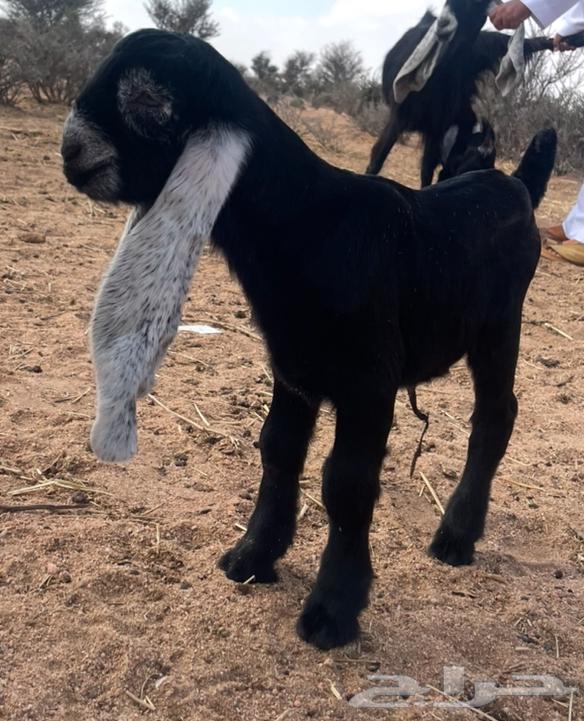 Goat category week63170157875459111