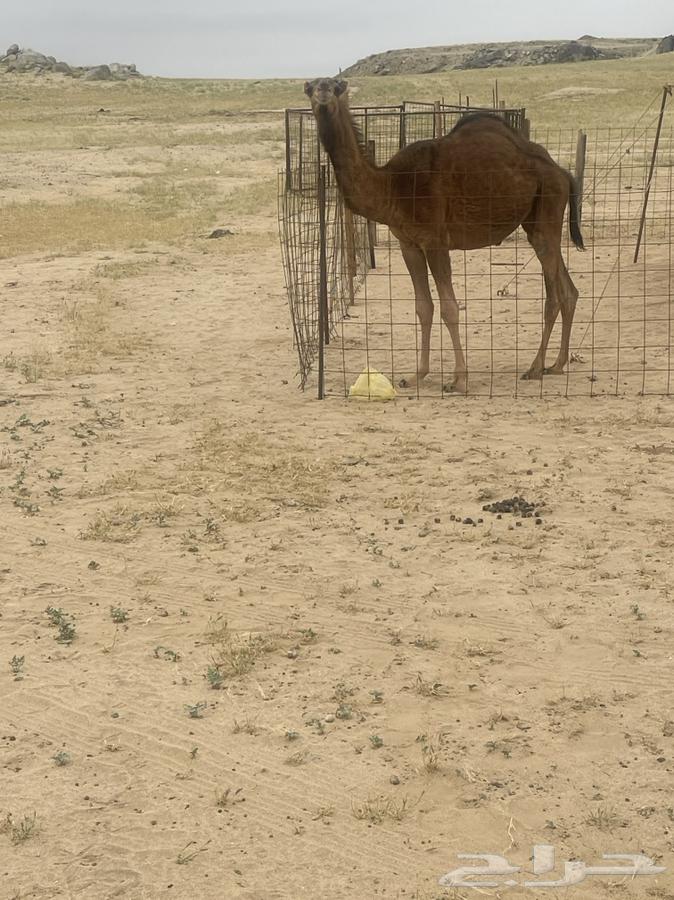 A good coastal camel, unlike her daughter, is lying down with her in this picture, which is nice.63168727161474112