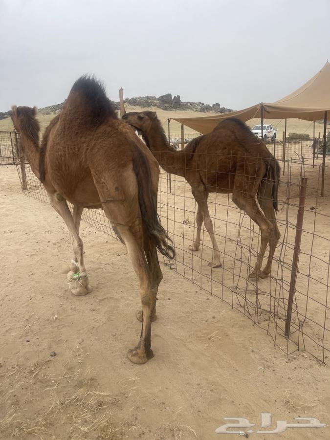 A good coastal camel, unlike her daughter, is lying down with her in this picture, which is nice.63168727161474111