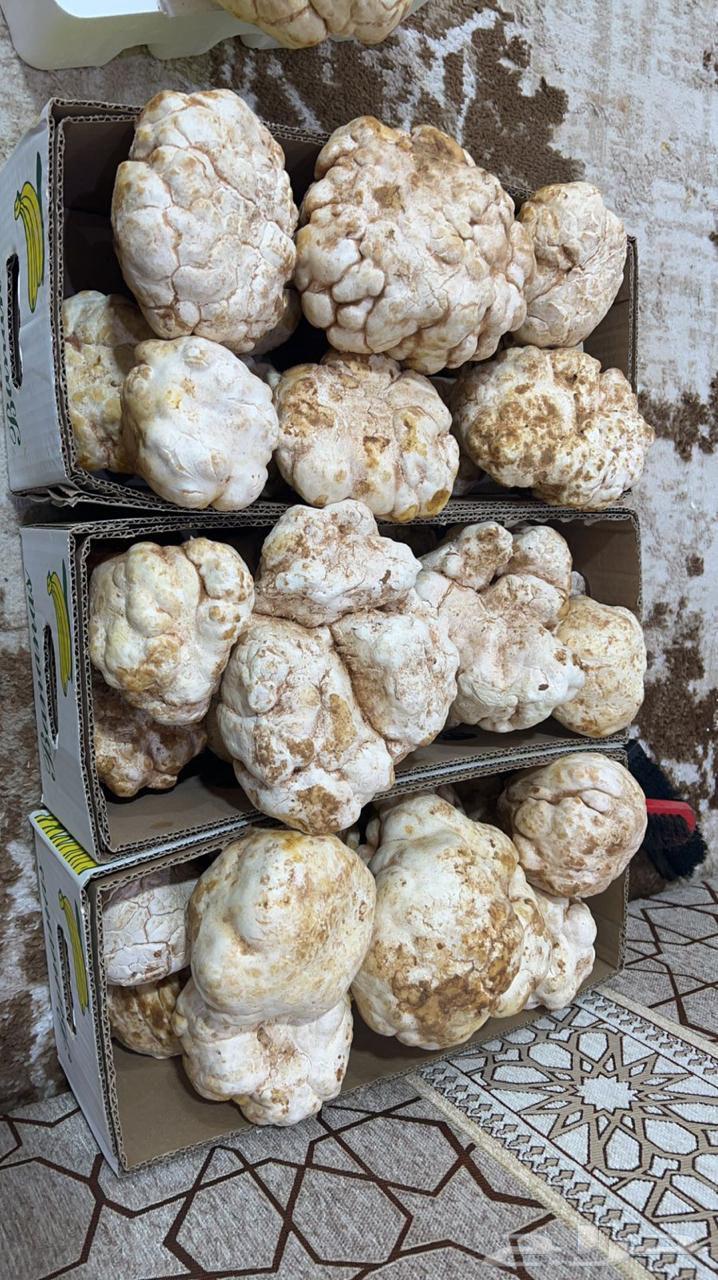 Fresh local Zubaidi fish caught today63169210643459113