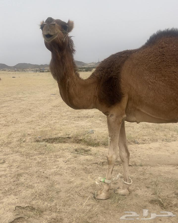 A good coastal camel, unlike her daughter, is lying down with her in this picture, which is nice.63168727161474114