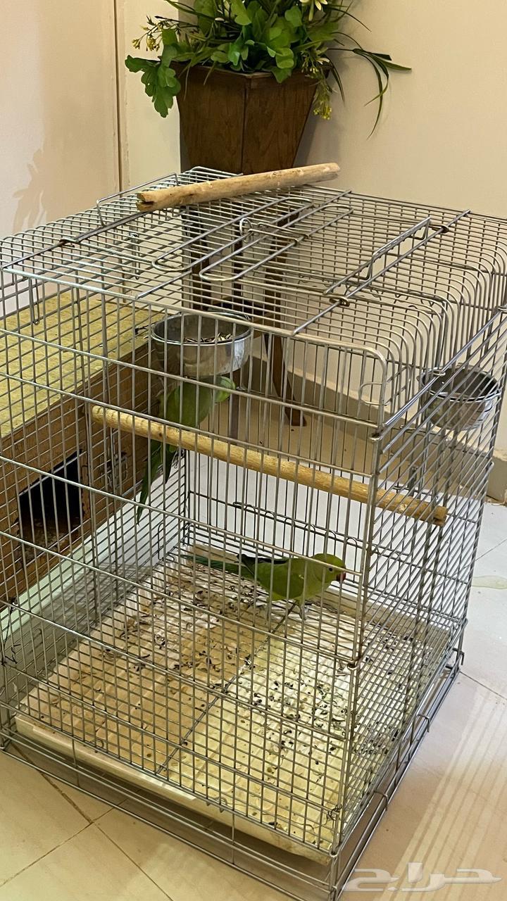 For sale, a pair of darah63168719387394114
