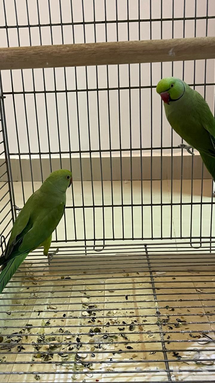 For sale, a pair of darah63168719387394111