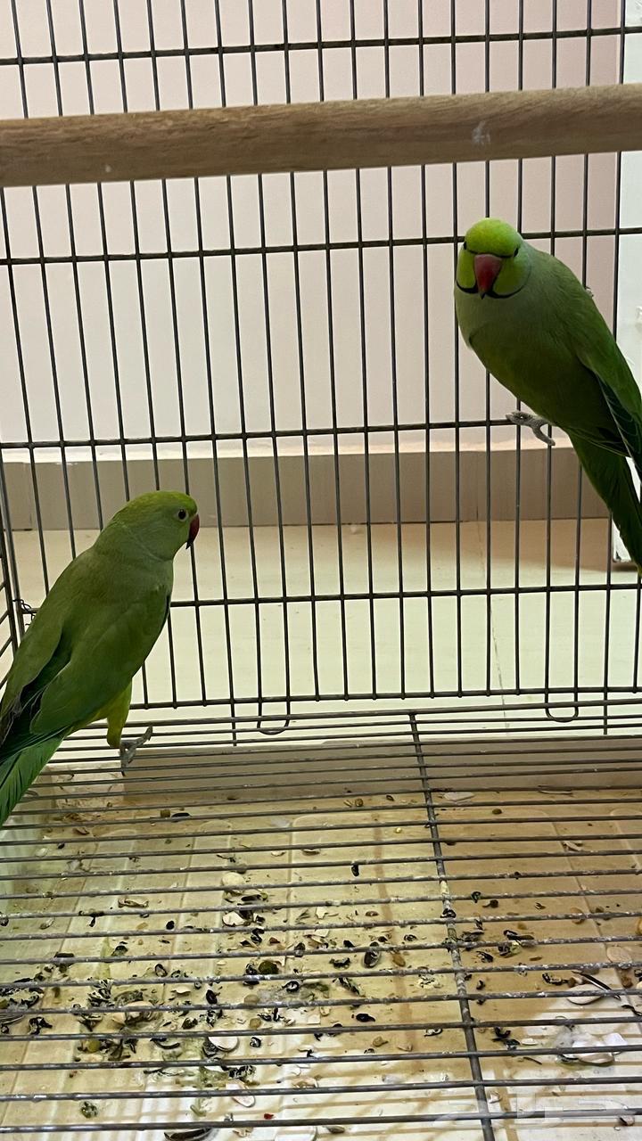 For sale, a pair of darah63168719387394112
