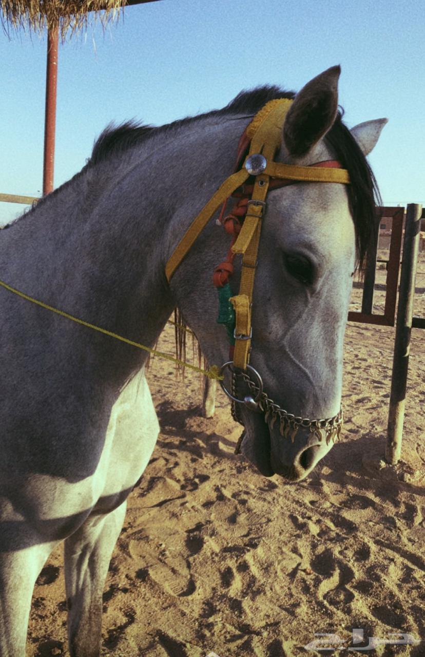 Popular horse63168252318337112