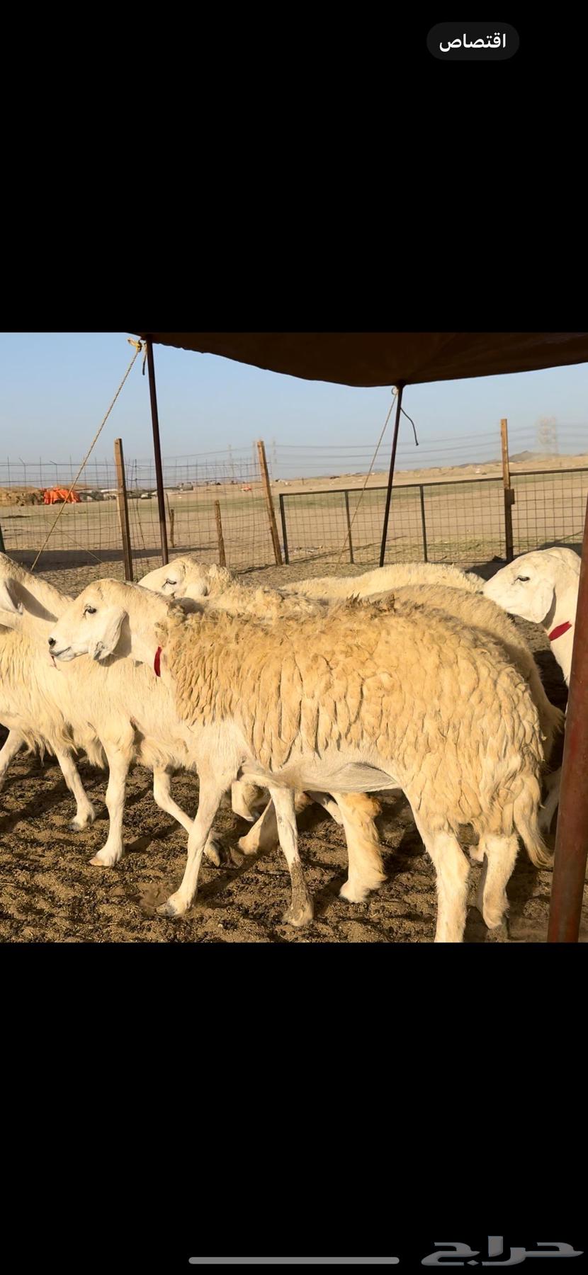 47 sheep with 2 rams underneath63168738684929112
