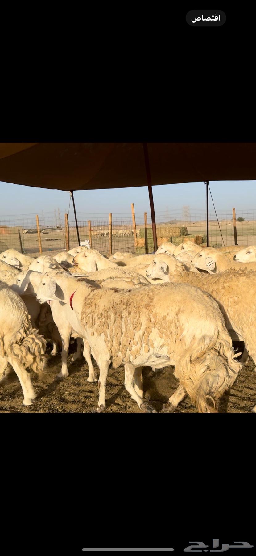 47 sheep with 2 rams underneath63168738684929111