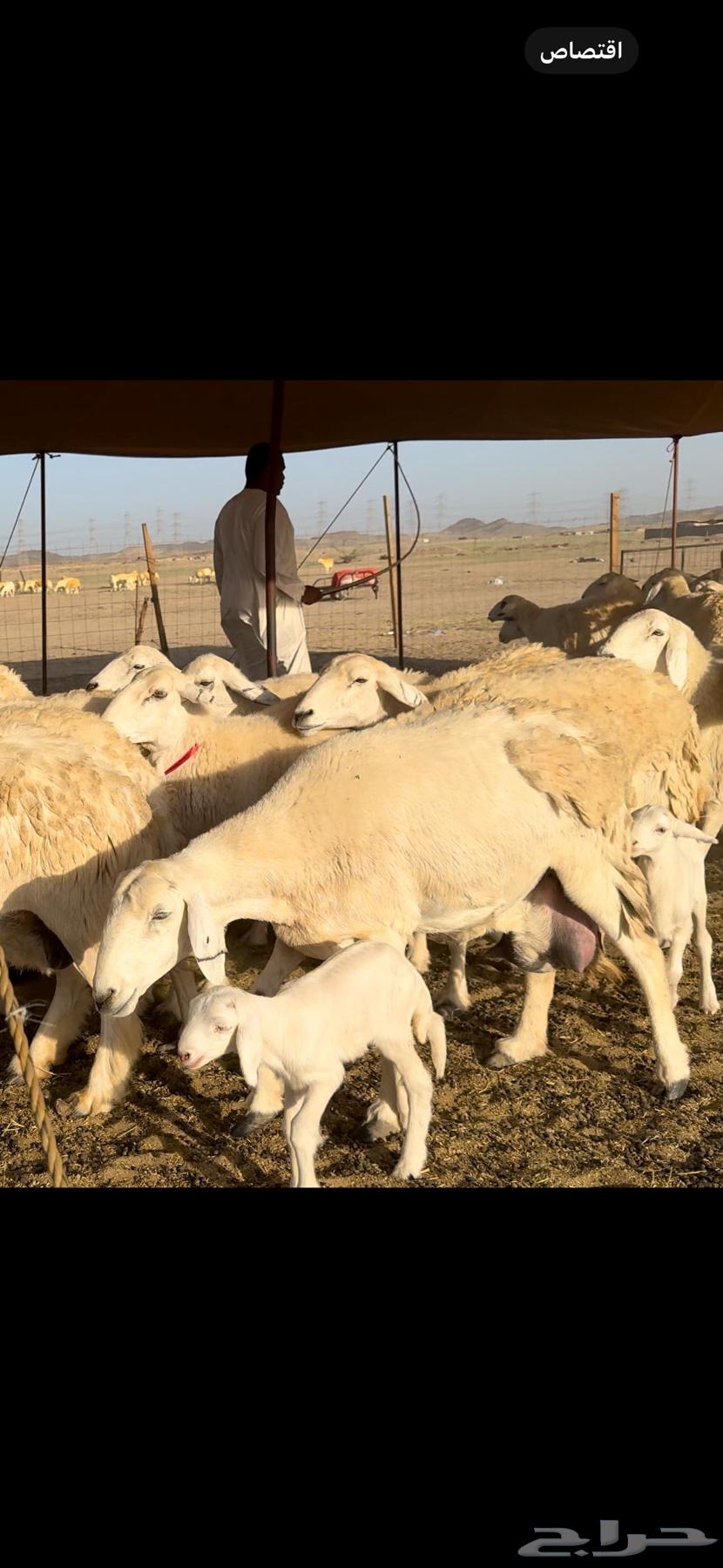 47 sheep with 2 rams underneath63168738684929113