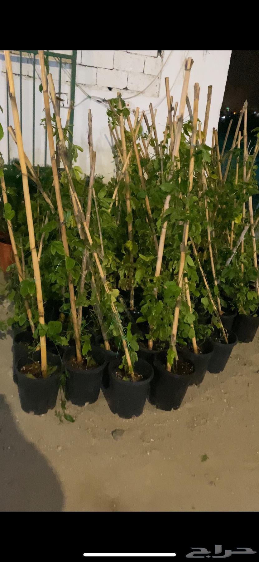 Passion fruit seedlings for sale63170146765697111