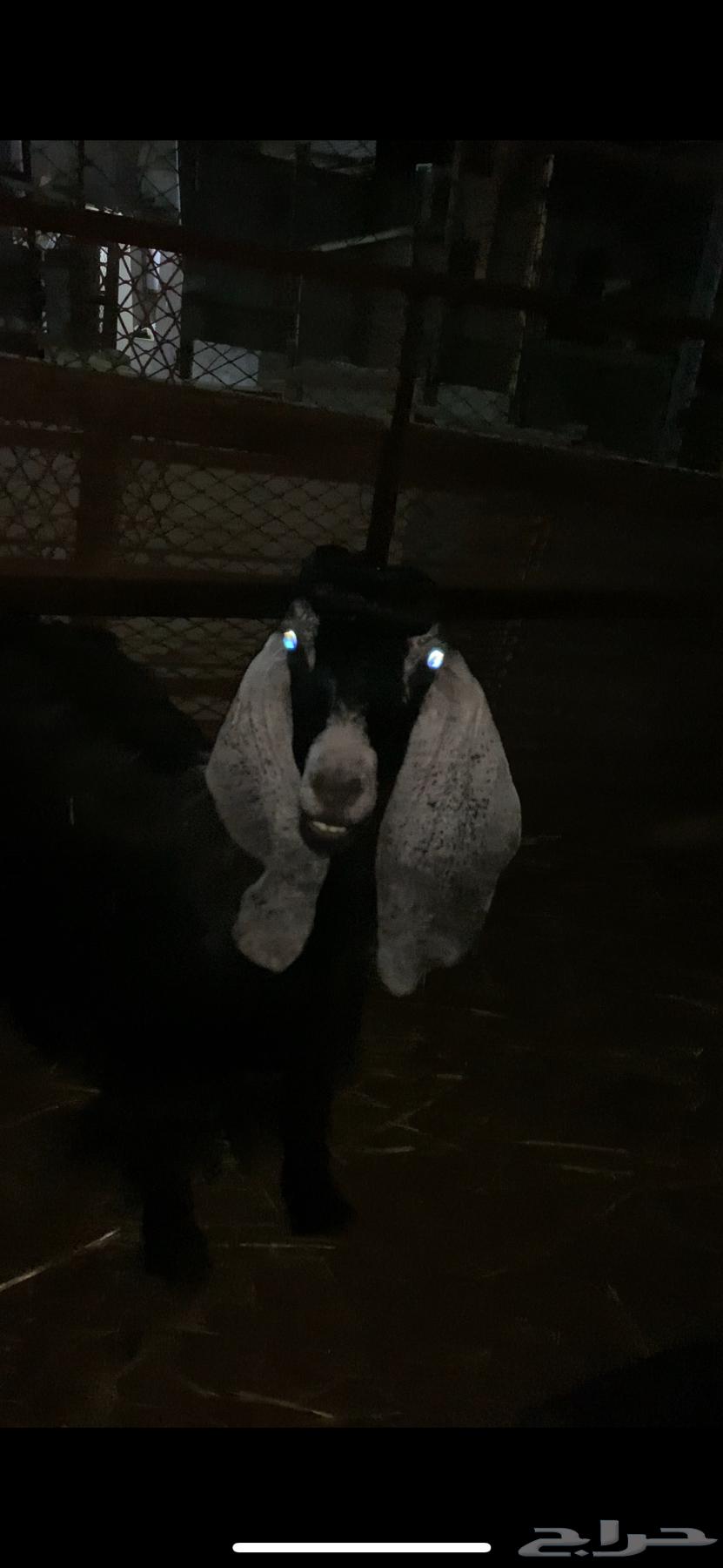 ((Sold)) A goat with a fat one underneath, masha'Allah.63168731236355111