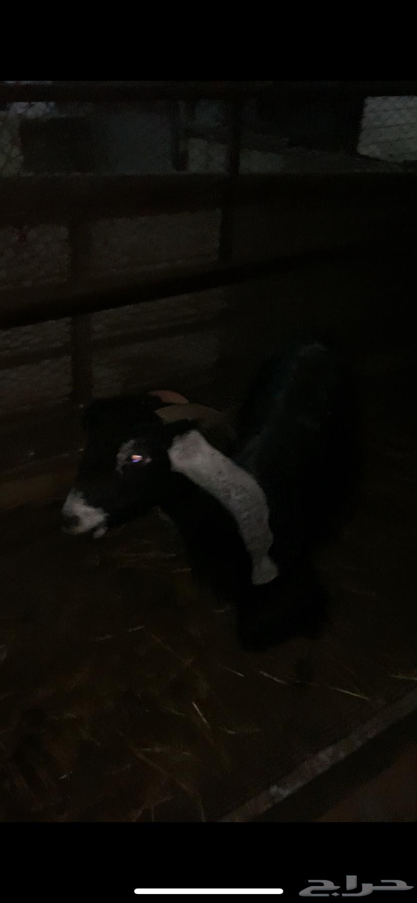 ((Sold)) A goat with a fat one underneath, masha'Allah.63168731236355113