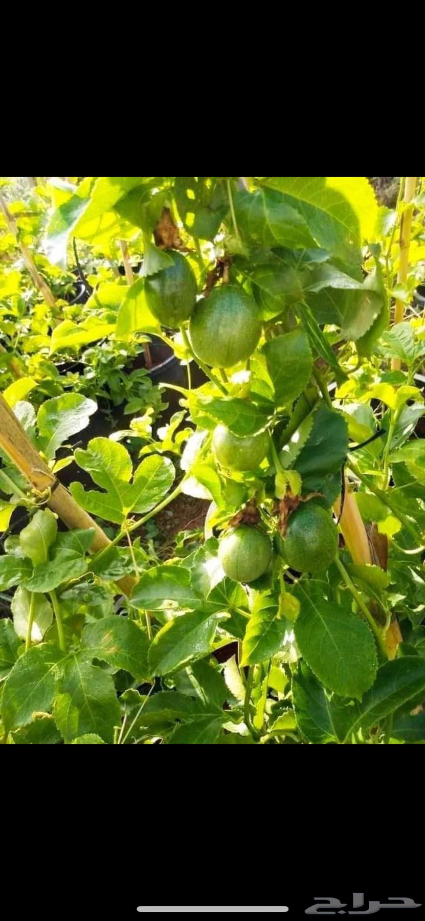 Passion fruit seedlings for sale63170146765697113