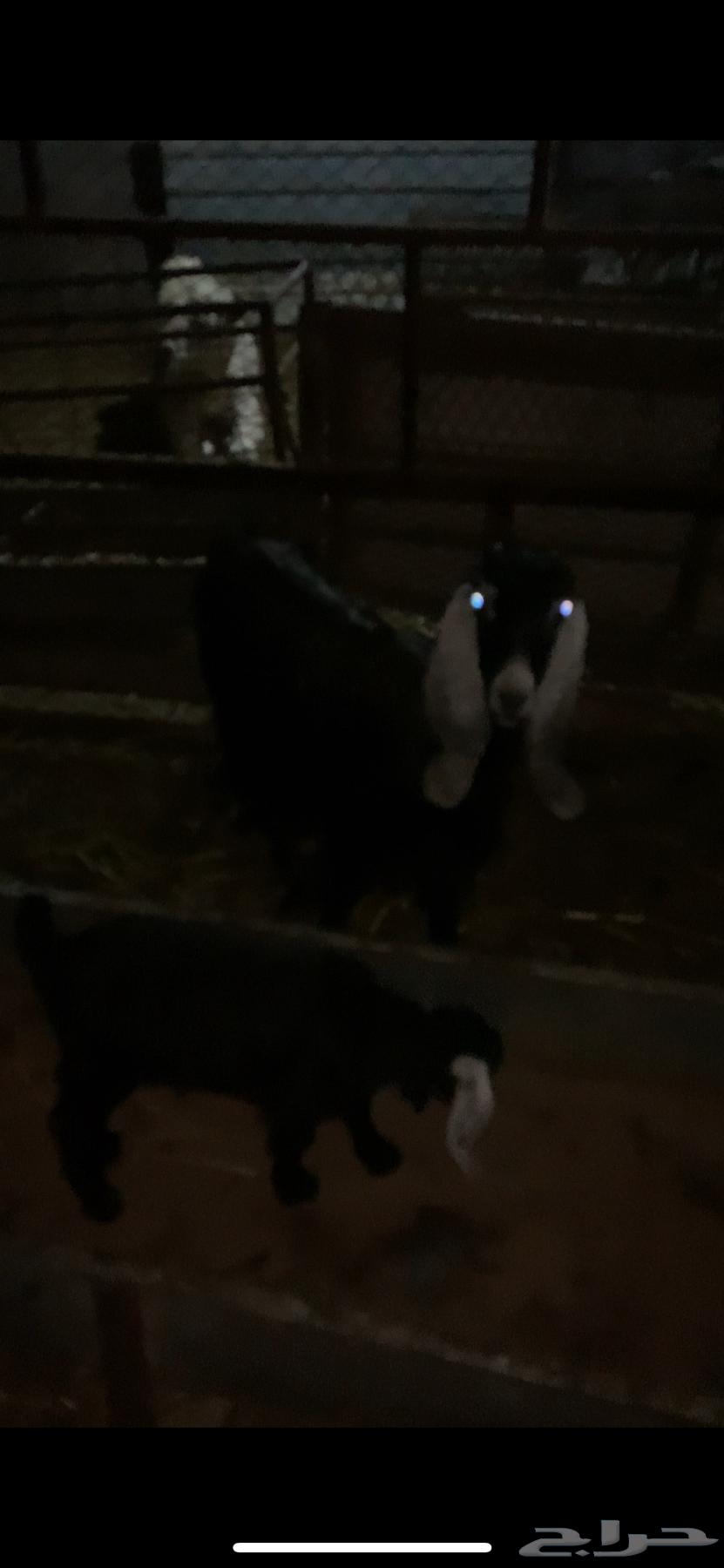 ((Sold)) A goat with a fat one underneath, masha'Allah.63168731236355112