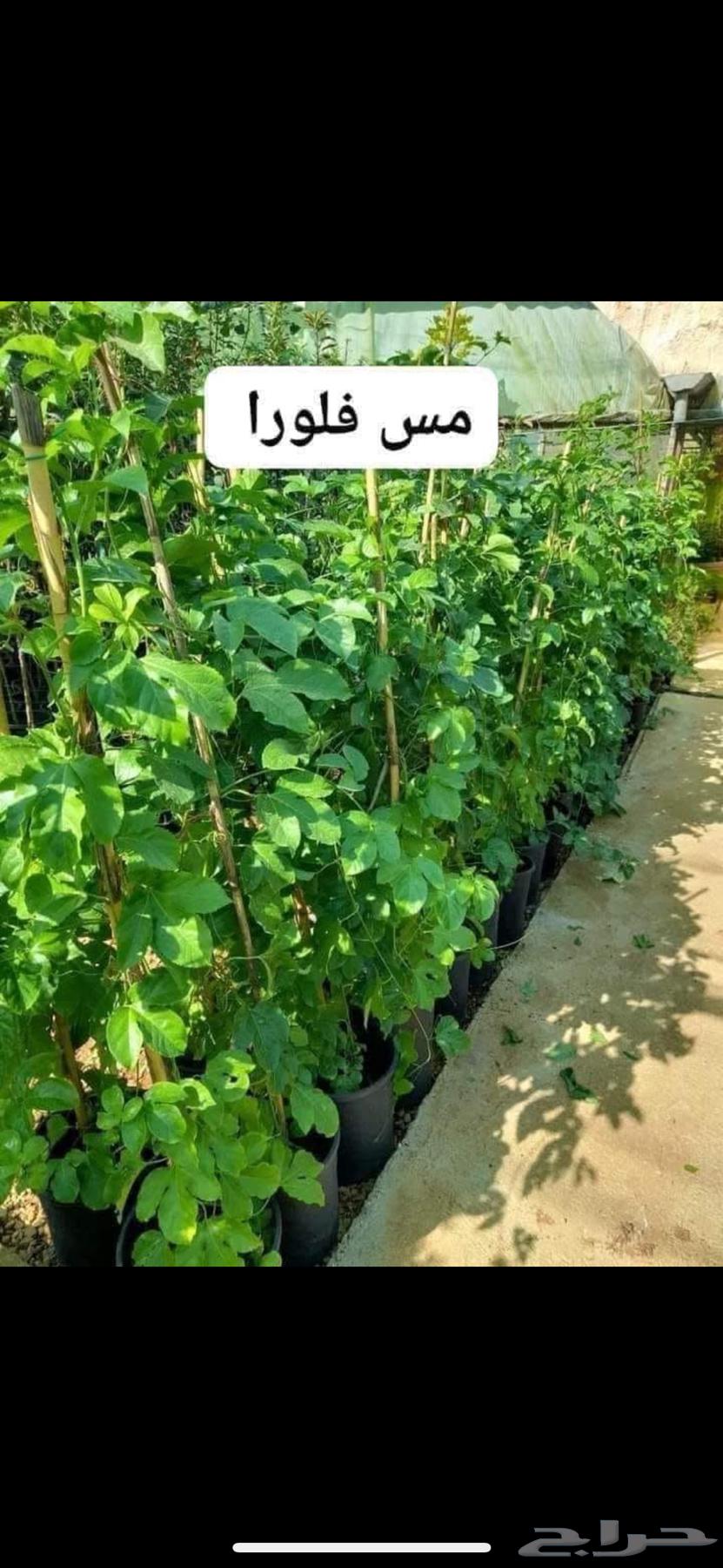 Passion fruit seedlings for sale63170146765697112