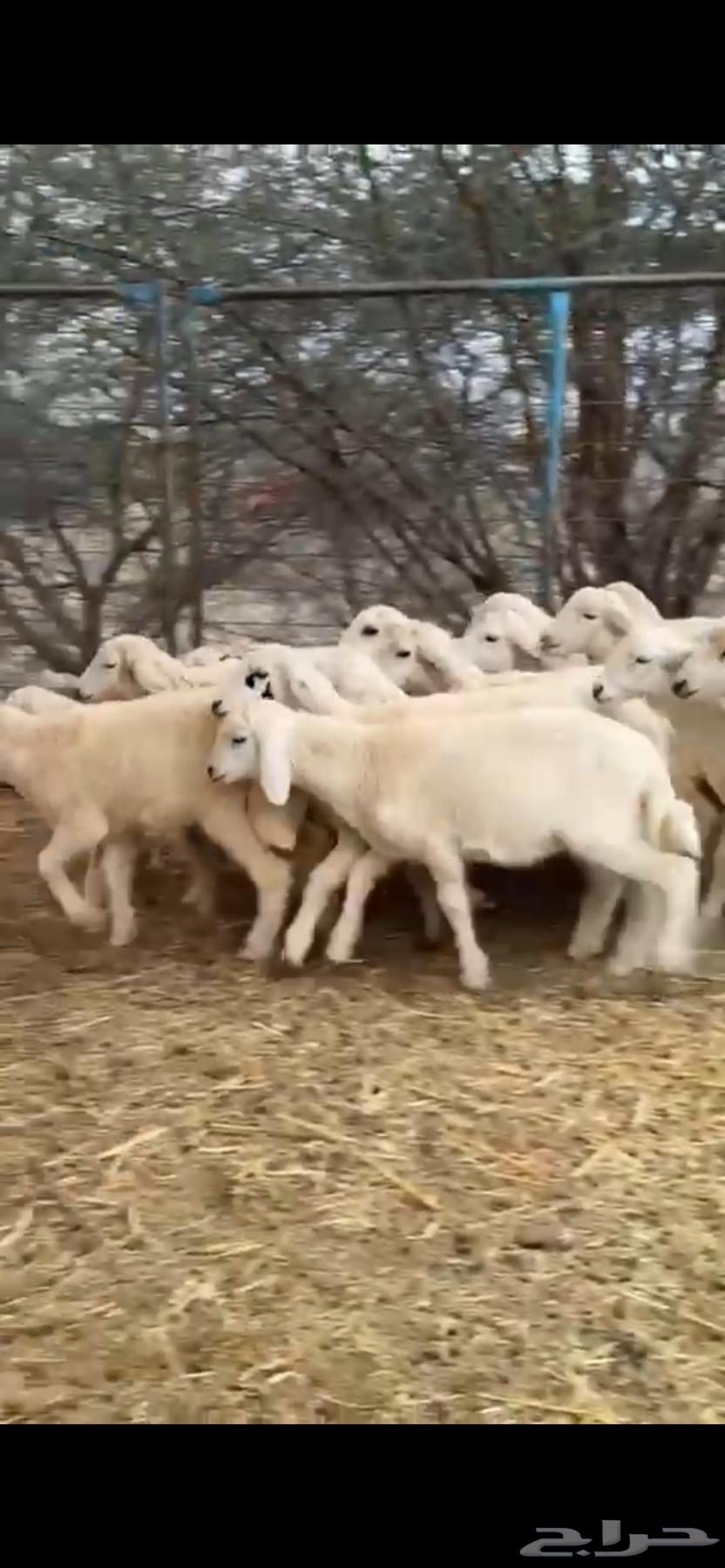 32 white heads free63170131169665111