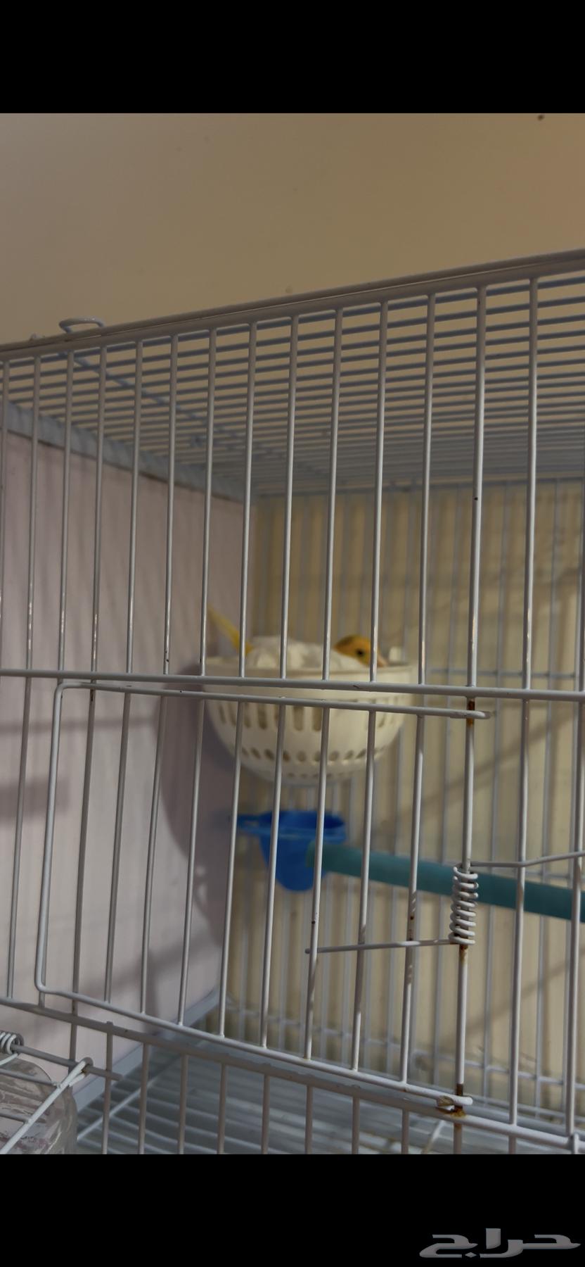 2 female Canary Island birds, 8 months old, ready63168727376897111
