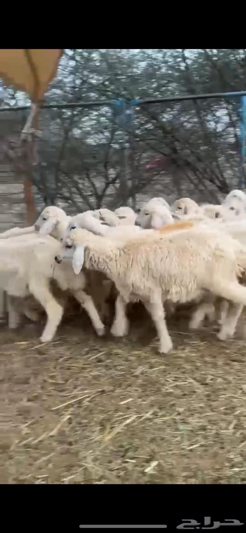 32 white heads free63170131169665112