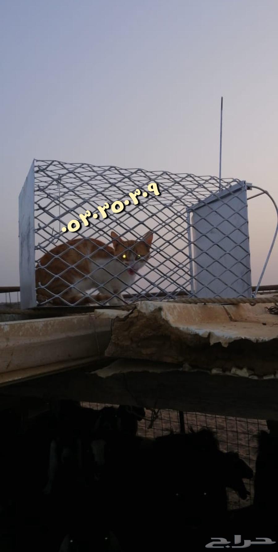Cat trap63169186573186111