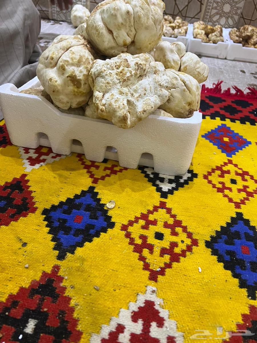 Fresh local Zubaidi fish caught today63169210643459114
