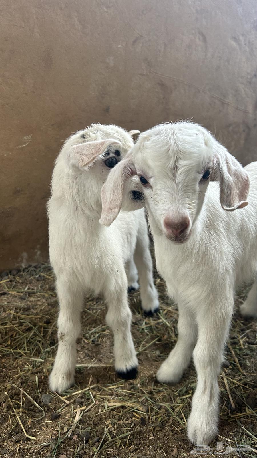 Dwarf goat for sale63168268187395111